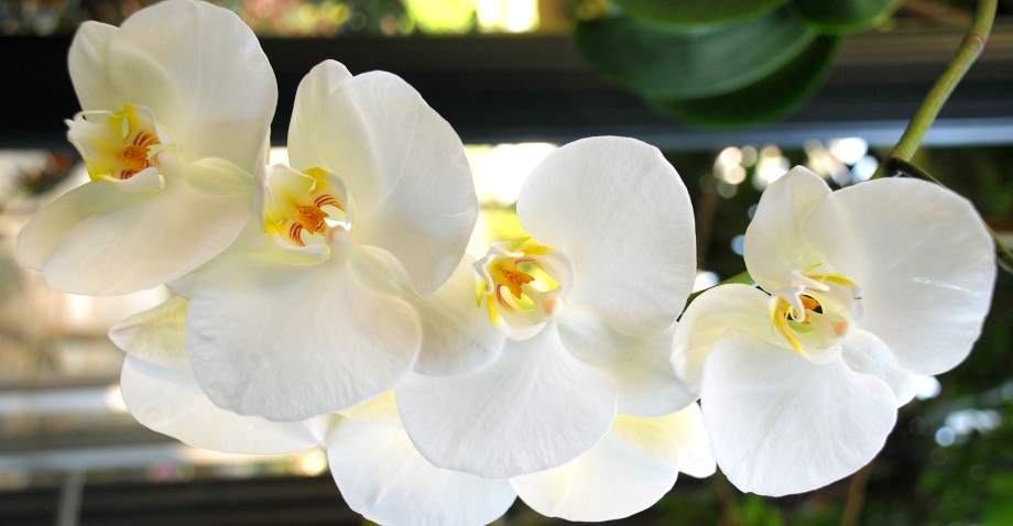Орхидеи и их секреты